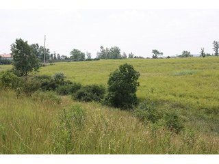 Property photo 17 - 419 +/- Acres offered in 6 Tracts, Land Auction